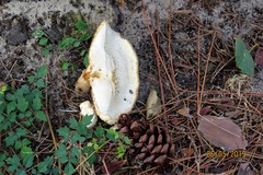 Neolentinus ponderosus