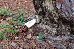 Neolentinus ponderosus