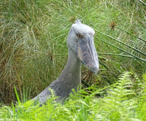 Balaeniceps rex