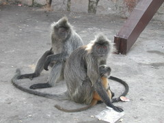 Trachypithecus selangorensis