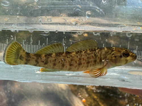 Greenfin Darter