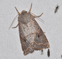 Orthosia revicta