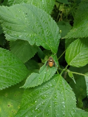 Spilomyia alcimus
