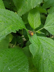 Spilomyia alcimus
