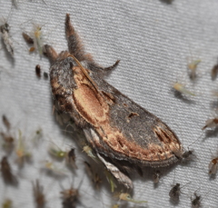 Notodonta scitipennis