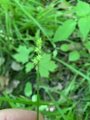 Carex cephaloidea