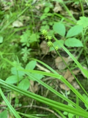Carex cephaloidea