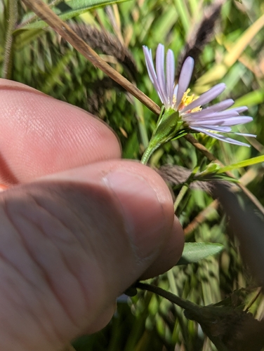 Image of Symphyotrichum subspicatum by (c) David Anderson, some rights reserved (CC BY)