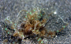 Isarachnanthus bandanensis