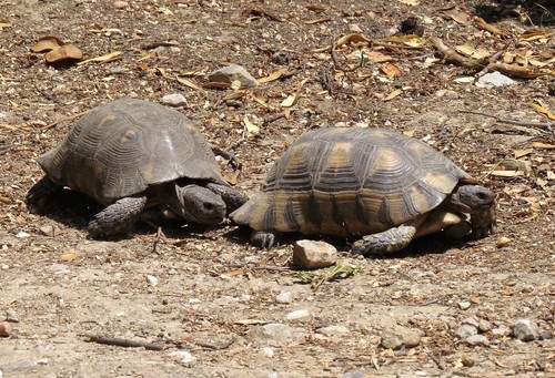 Marginated Tortoise, photo 5 of 10