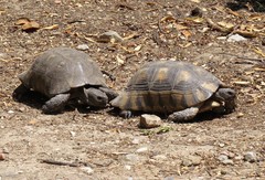 Marginated Tortoise photo 5