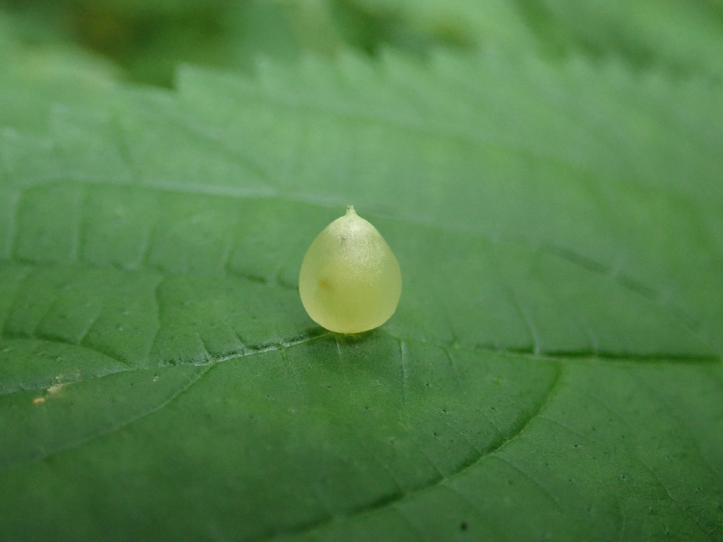 Wood Nettle Gall Midge