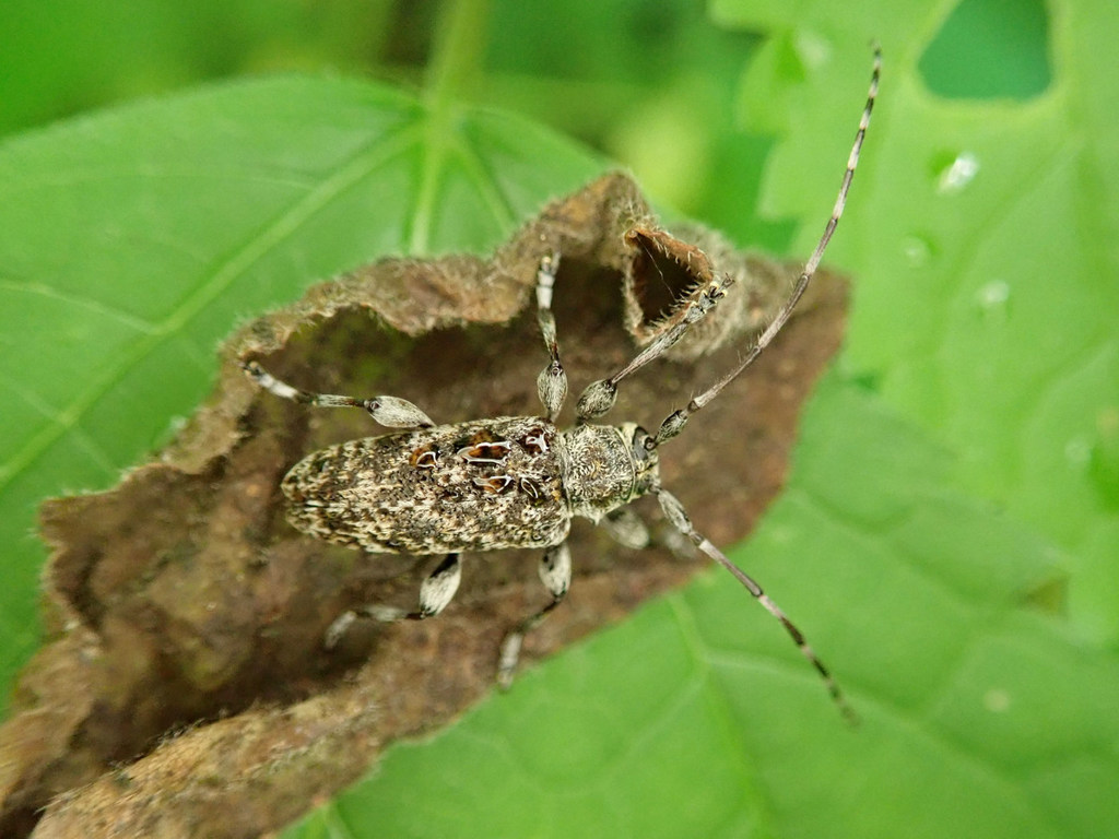 Oplosia nubila