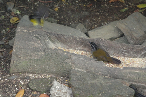 Sierra Nevada Brushfinch (Arremon basilicus), photo 10