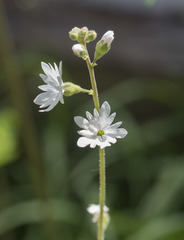 Lithophragma parviflorum