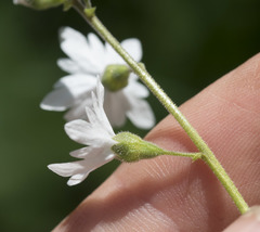 Lithophragma parviflorum