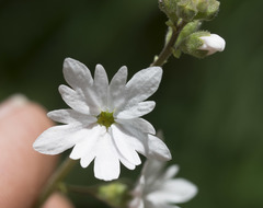 Lithophragma parviflorum