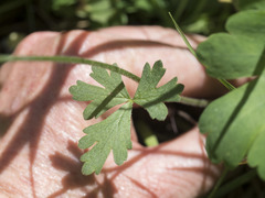 Lithophragma parviflorum