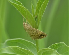 Evergestis pallidata