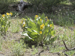 Wyethia mollis