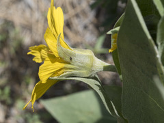 Wyethia mollis