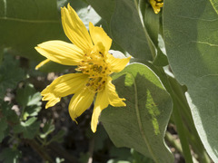 Wyethia mollis