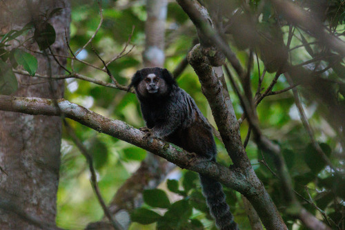 Wied's Marmoset