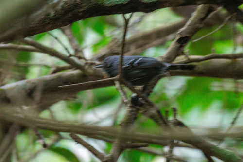 Narrow-billed Antwren (Formicivora iheringi)