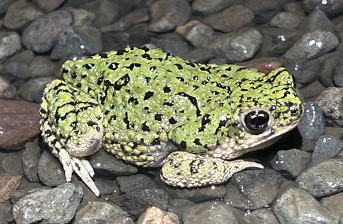 Chihuahuan Green Toad photographed in New Mexico