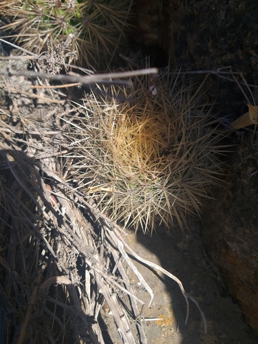 Eriosyce litoralis