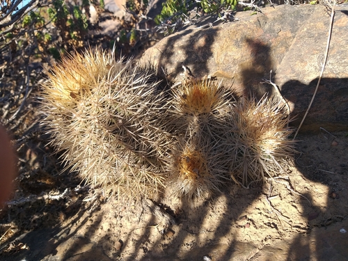 Eriosyce litoralis