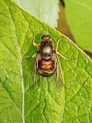 Eulonchus sapphirinus