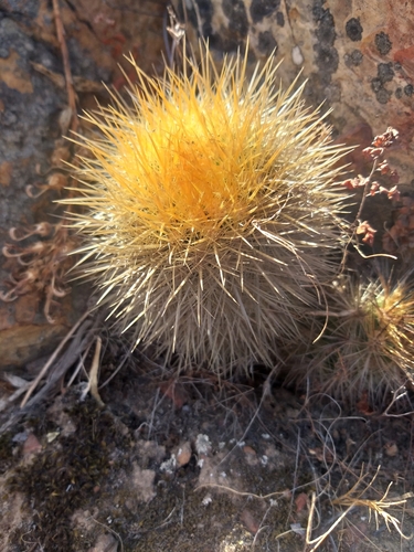 Eriosyce litoralis