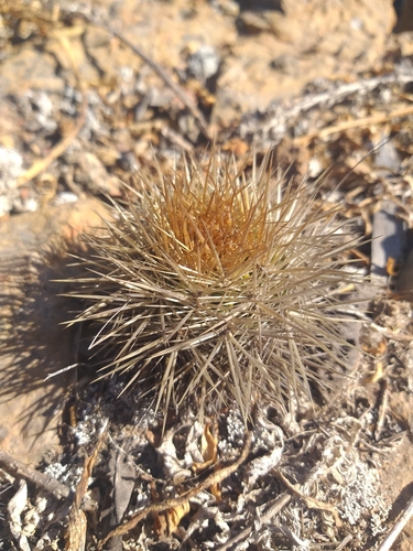 Eriosyce litoralis