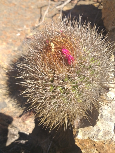 Eriosyce litoralis