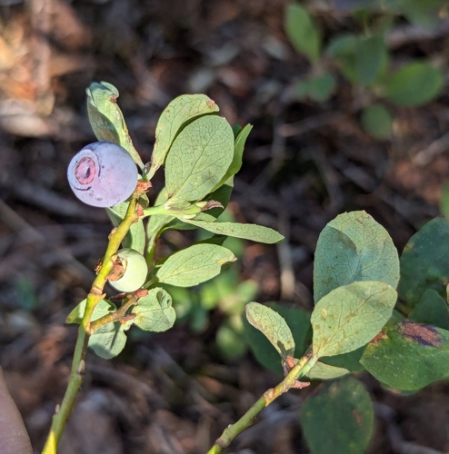 Image of Vaccinium deliciosum by (c) John A Haskins, some rights reserved (CC BY)