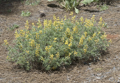 Lupinus dalesiae