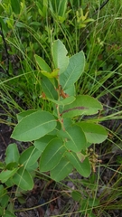 Zenobia pulverulenta