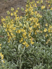 Lupinus dalesiae