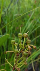 Zenobia pulverulenta