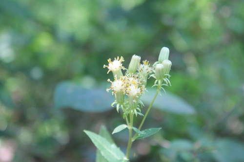 Image of Hasteola suaveolens by (c) Dominic, some rights reserved (CC BY)
