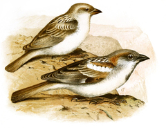 Abd Al Kuri Sparrow photo 4