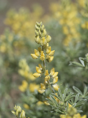 Lupinus dalesiae