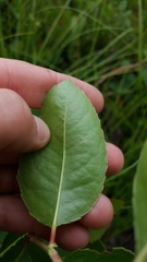 Zenobia pulverulenta