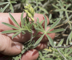 Lupinus dalesiae