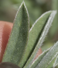 Lupinus dalesiae