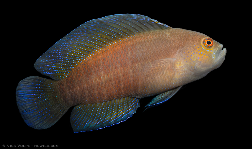 Bluespotted Dottyback