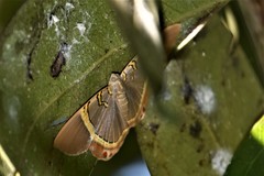 Phrygionis paradoxata