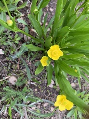Ranunculus alismifolius