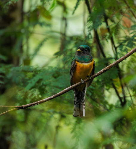 Atlantic Black-throated Trogon (Trogon chrysochloros), photo 10